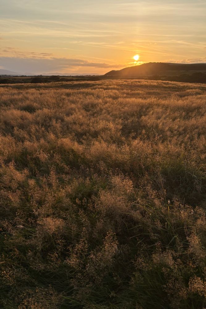 The setting sun casting a golden light over grasses.