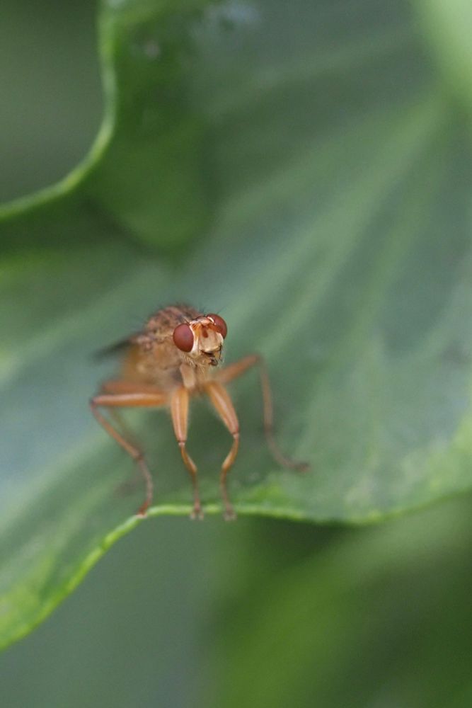 A small Fly with red eyes on an Ivy leaf.