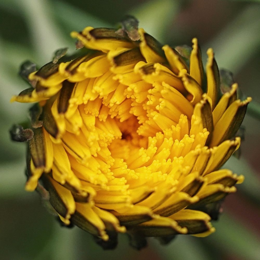 The unfurling bright yellow petals of a Dandelion seen from above.