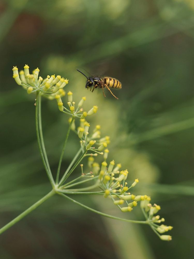 A Wasp flying towards an umbel of yellow Fennel flowers that have lost their petals, against a blurred green background.