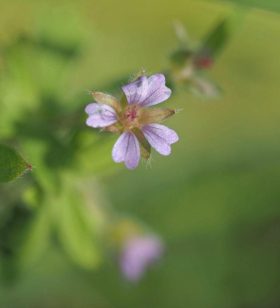 A small mauvish pink flower against a bright green background.