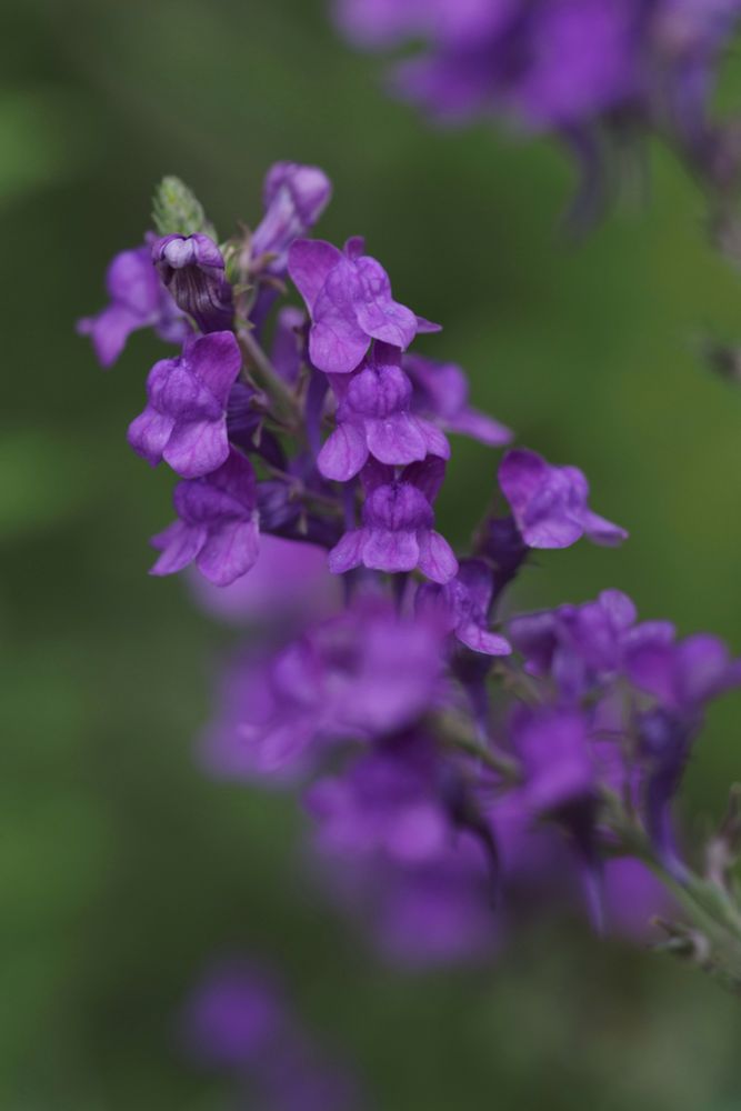 Close-up photograph of bright Purple toadflax against a blurred green background.
