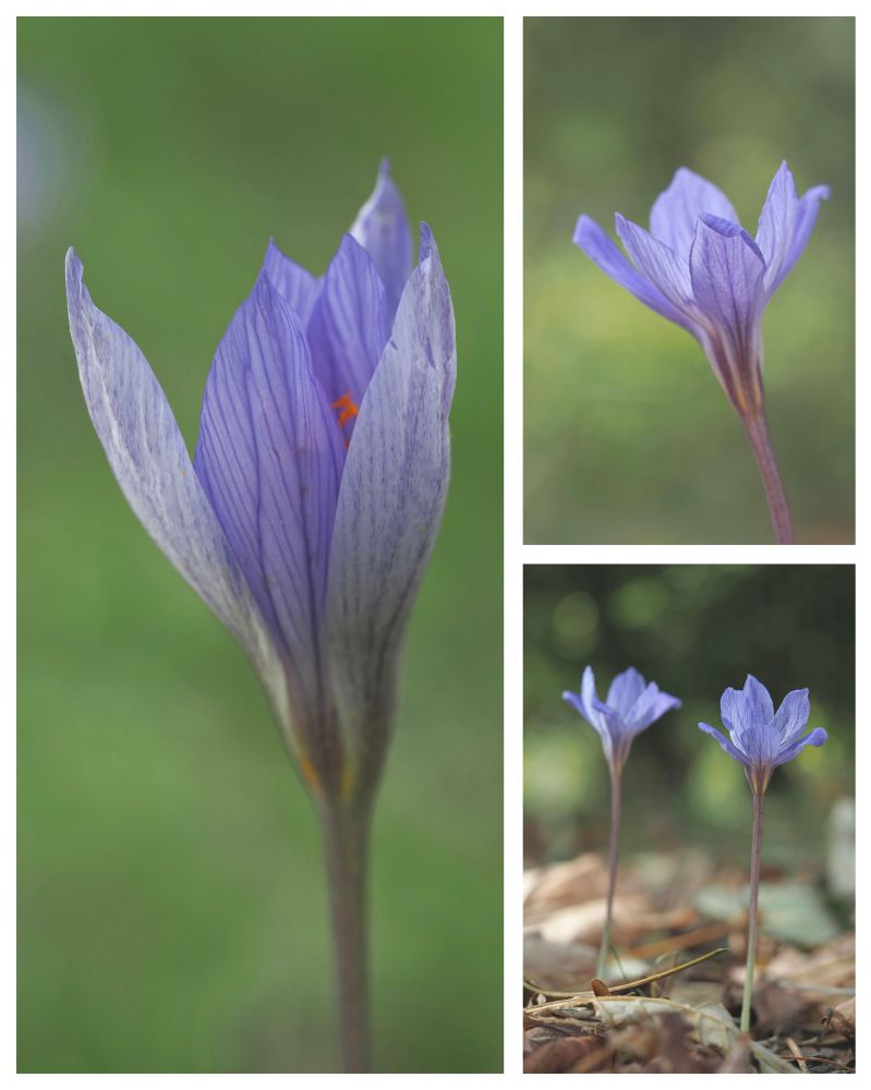 Montage showing close-up photographs of bluish violet crocuses with darker blue veins.