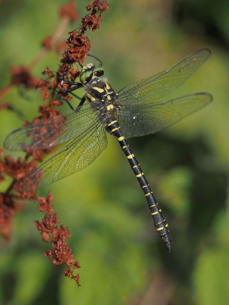 A black and yellow Dragonfly against a blurred green background.