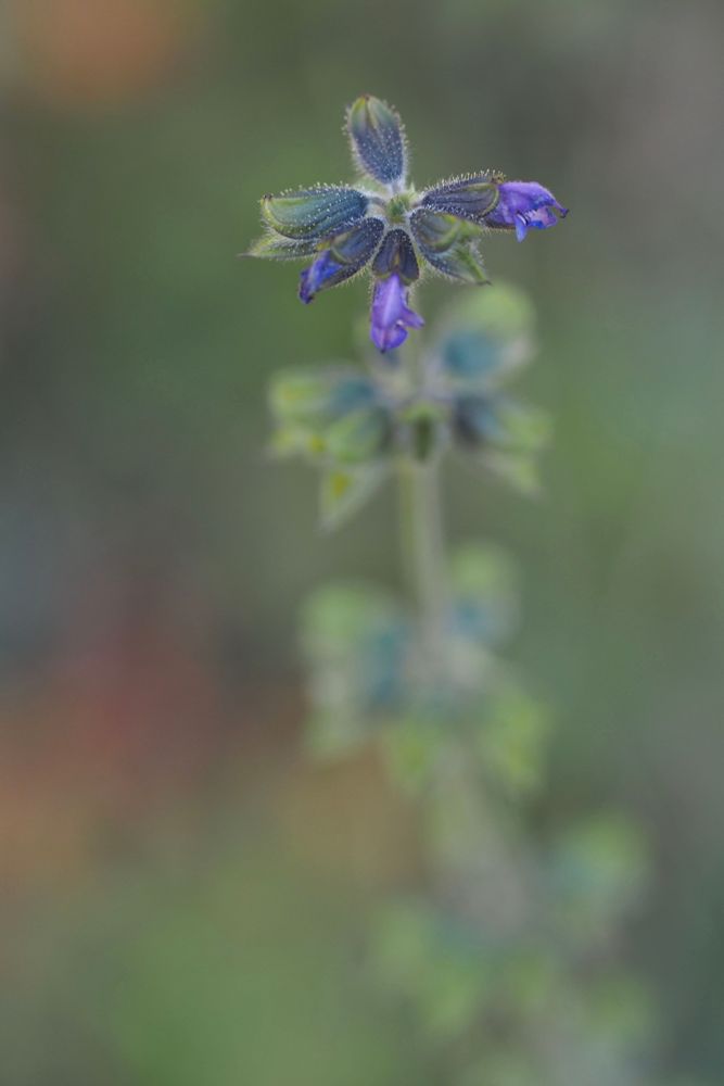 Three purple flowers at the top of a green stem, against a blurred green background.