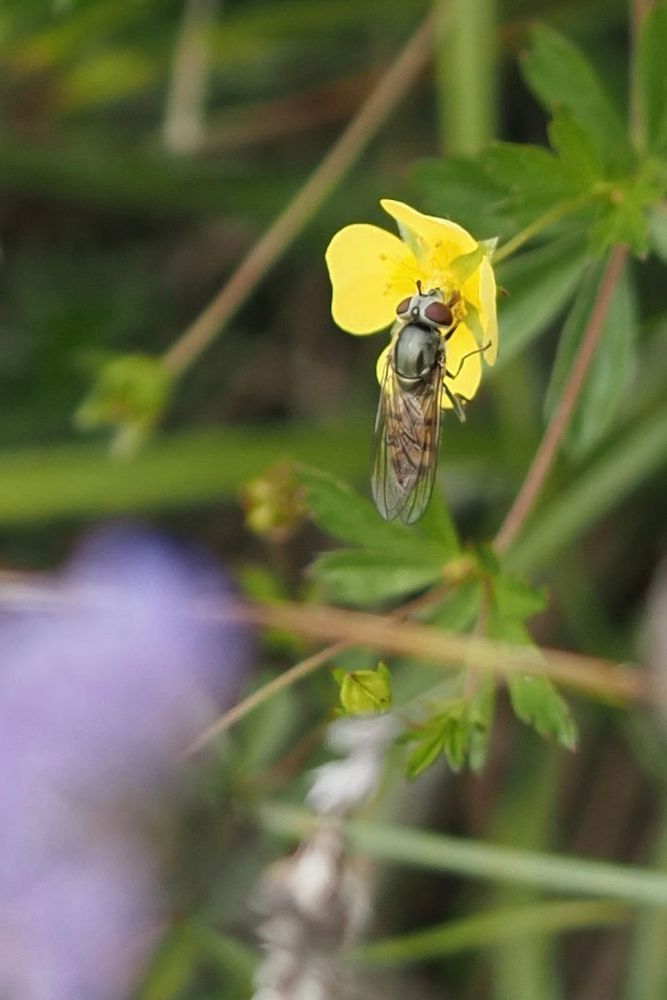 A small Hoverfly on a yellow flower with four petals.