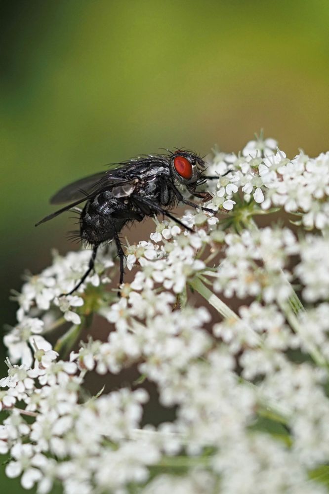 A red-eyed Fly on white Wild carrot flowers against a blurred green background.