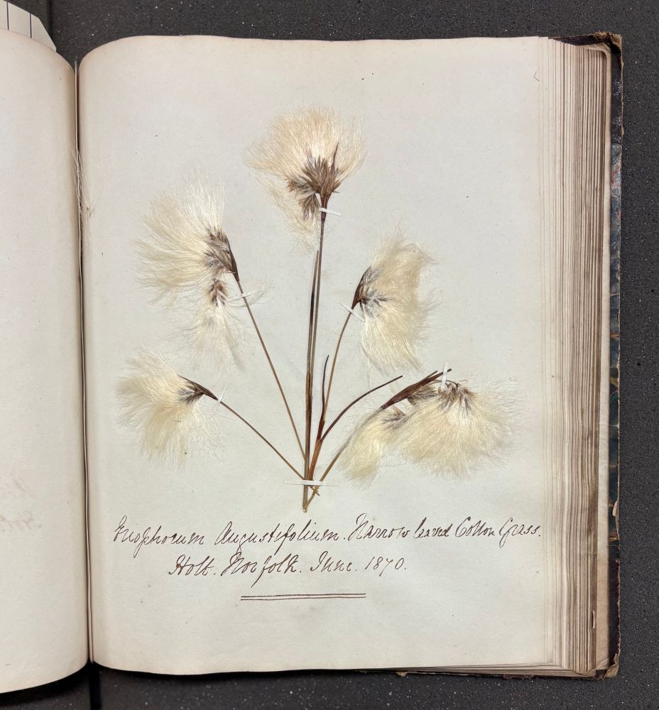 A pressed specimen of Narrow-leaved cotton grass from Holt, Norfolk, June 1870, now at Cambridge University Herbarium.