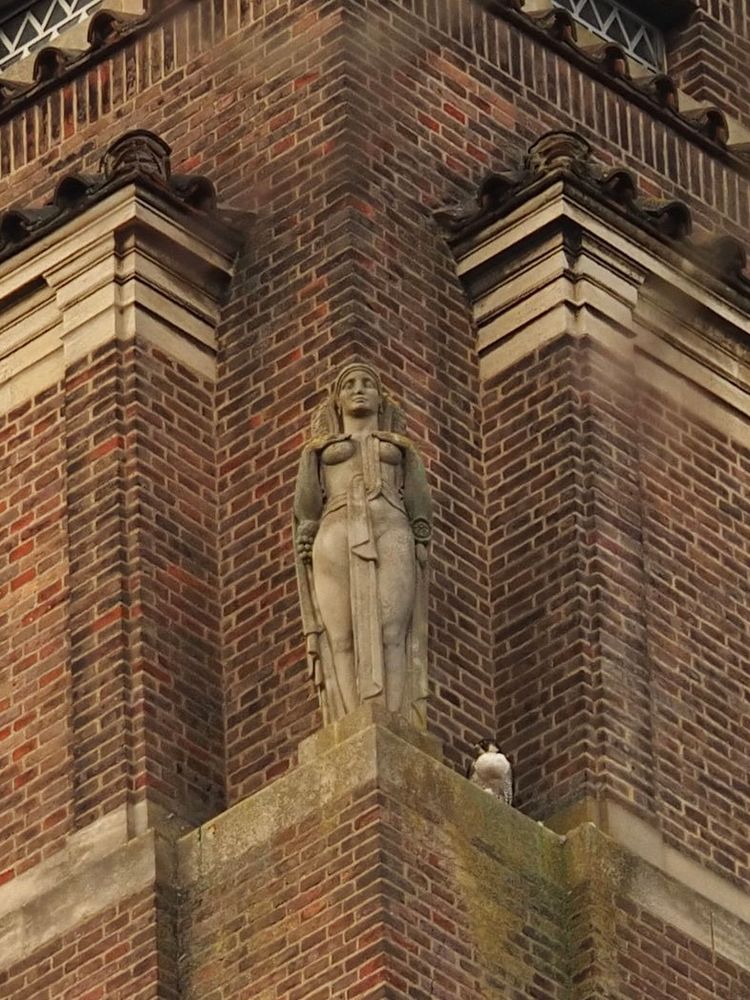 Peregrine falcon on the University Library tower next to the statue of the South Wind.