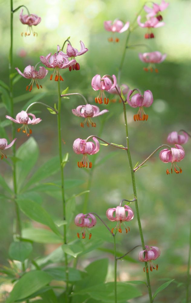 Side view of lots of pink Martagon lily flowers against a blurred green background.