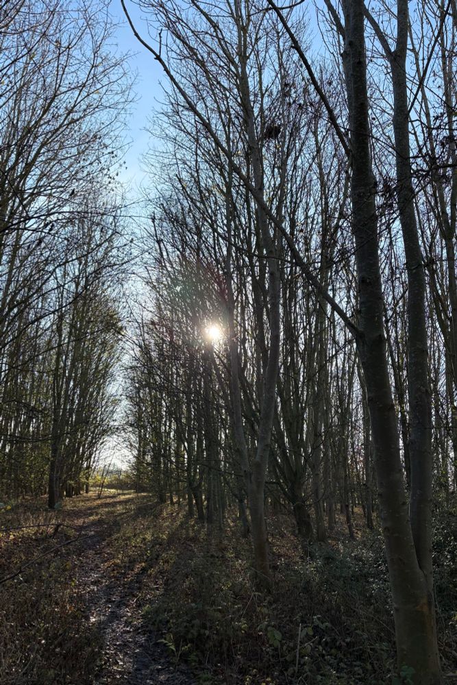 A low sun shining through tree branches.