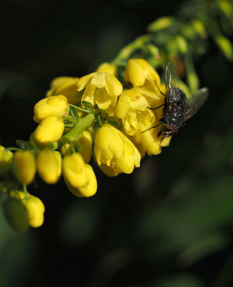 A black fly with red eyes on yellow Mahonia flowers.