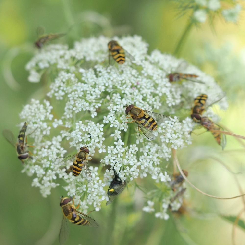 At least eight live yellow and black banded Hoverflies on small white flowers, against a blurred pale green background.