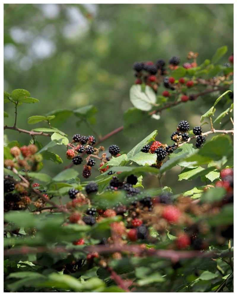 Lots of pinkish red and black Brambles against a blurred green background.