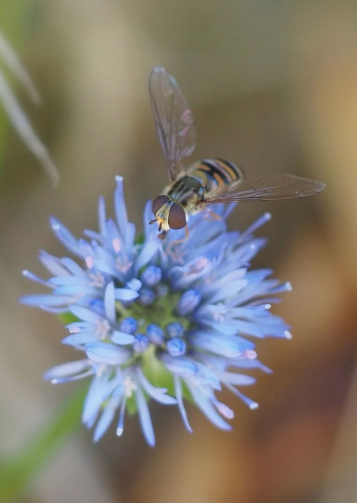 Close-up photograph of a female Marmalade hoverfly on a blue flower.