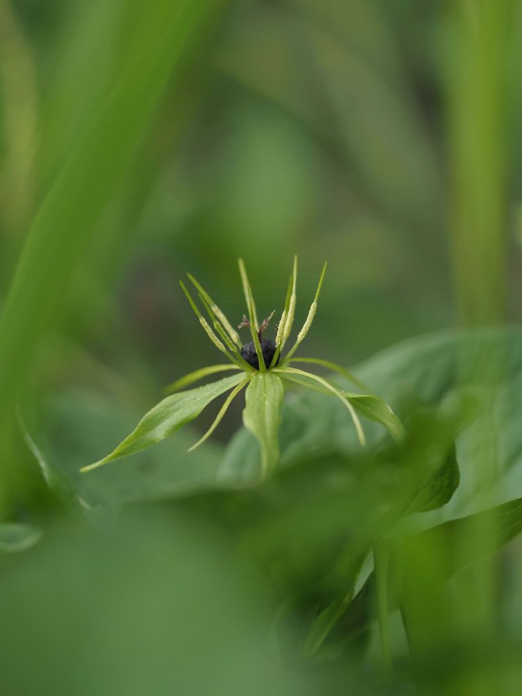 Close-up photograph of Herb Paris against a blurred green background.