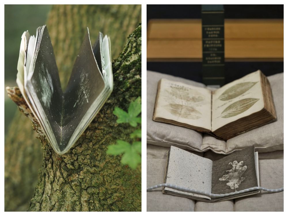 A copy of Clare Hewitt’s photobook ‘Everything in the forest is the forest’ resting on a Field maple; the photobook next to a volume of nature printing, both on book cushions.