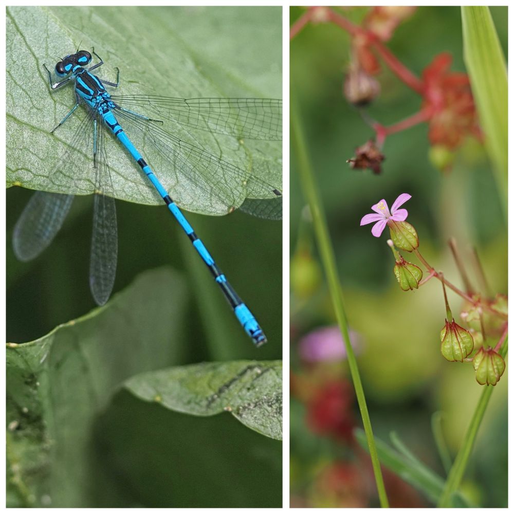 A blue and black Damselfly on a leaf, and a small pink flower and green and red seedheads of Shining cranesbill.