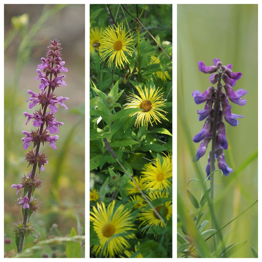 Montage showing a tall spire of pink and white flowers, some yellow sunflower-like flowers and a spire of bluish mauve flowers.