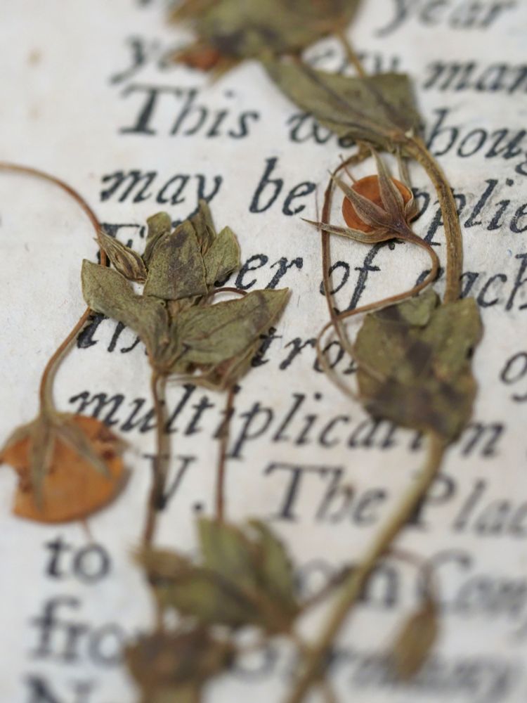 Detail of a pressed specimen of Scarlet pimpernel on a page of printed text.