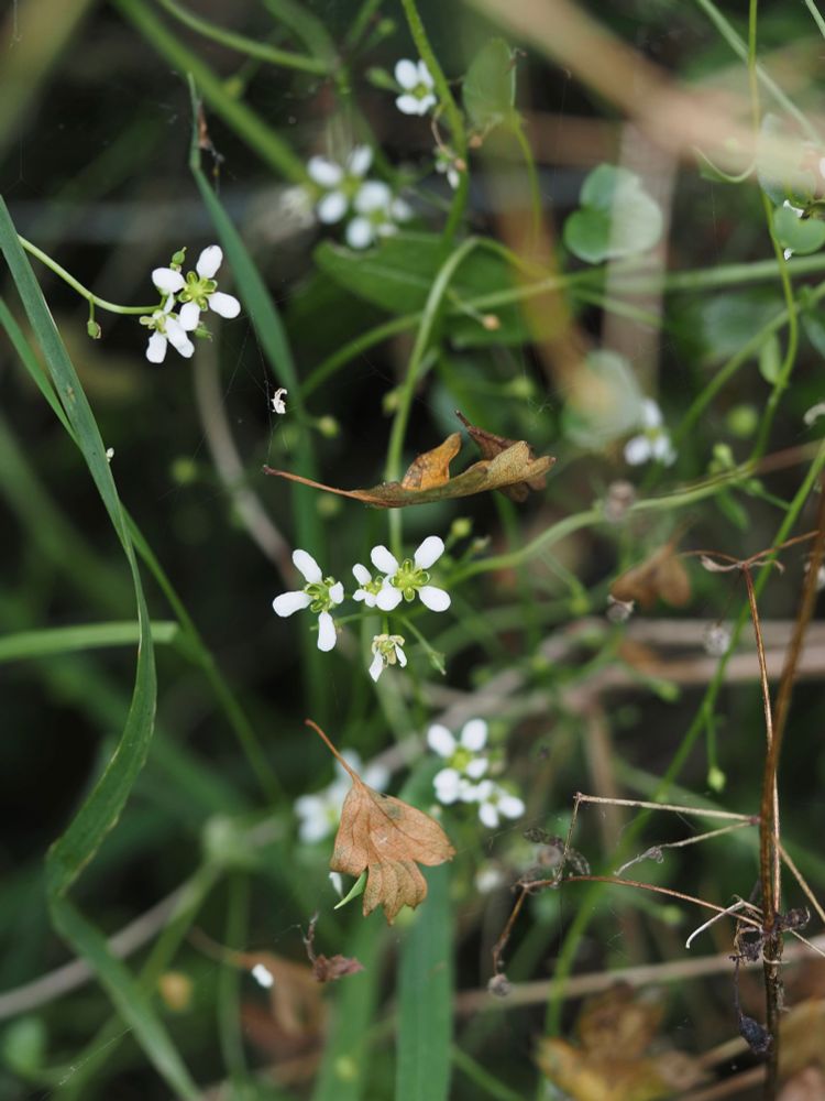 Small white flowers with four petals growing in a hedgerow.