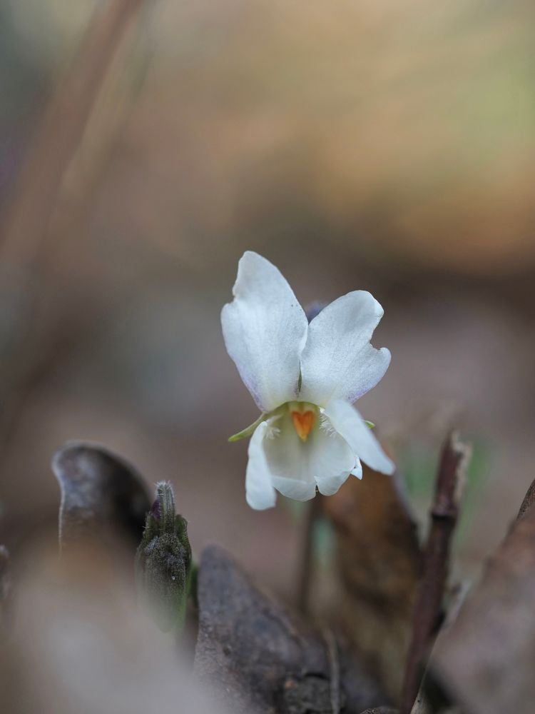 A single white Sweet violet flower with a violet spur (just seen) flowering amongst leaf litter.