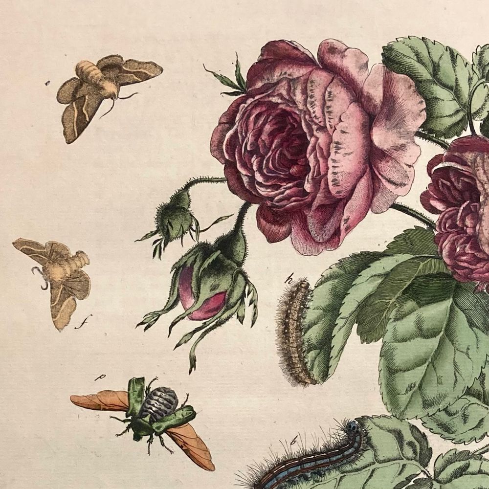 Detail from hand-coloured engraving of Lackey moths and caterpillars, with a Cabbage rose. From Moses Harris, ‘The Aurelian’ (London, 1766).