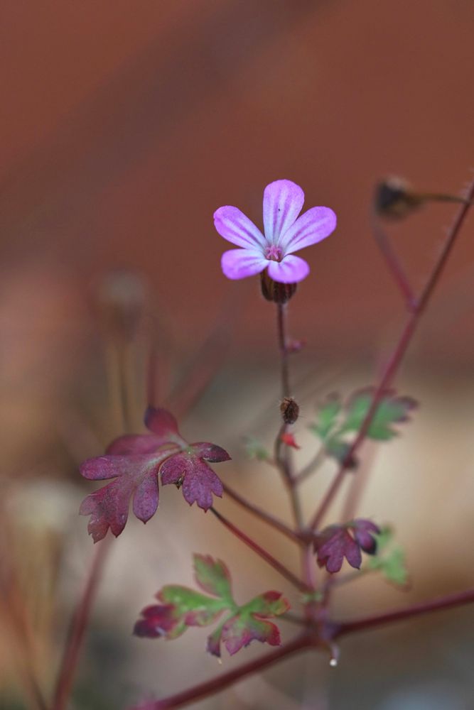 Pink Herb Robert flower by a brick wall.