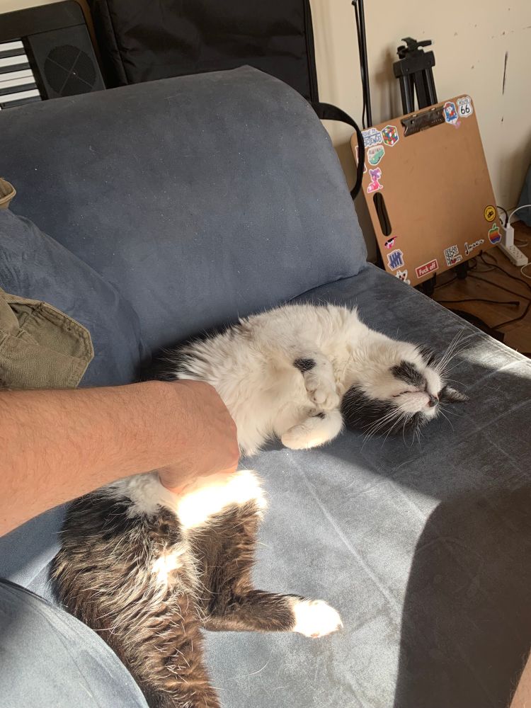 A sweet senior tuxedo cat enjoys belly rubs in the sun