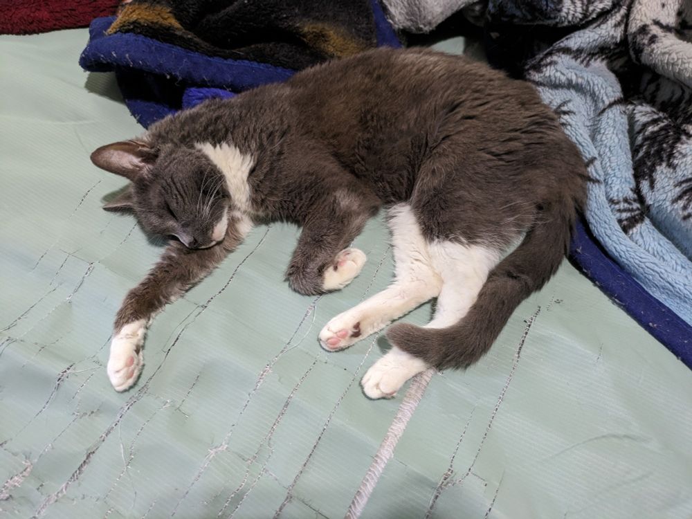 Gray and White cat sleeping.