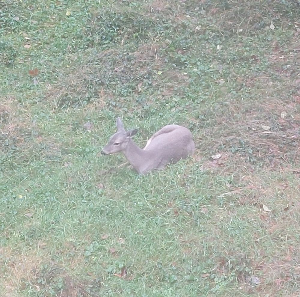 A deer bedded down in our overgrown backyard.