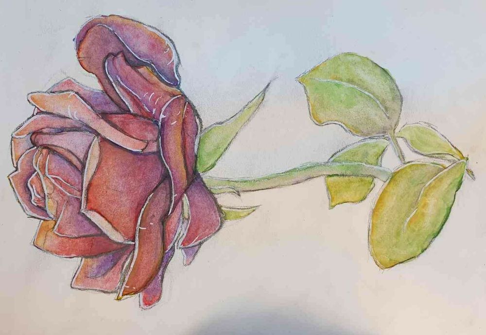 A watercolour painting of a rose. Its not as good as the previous one