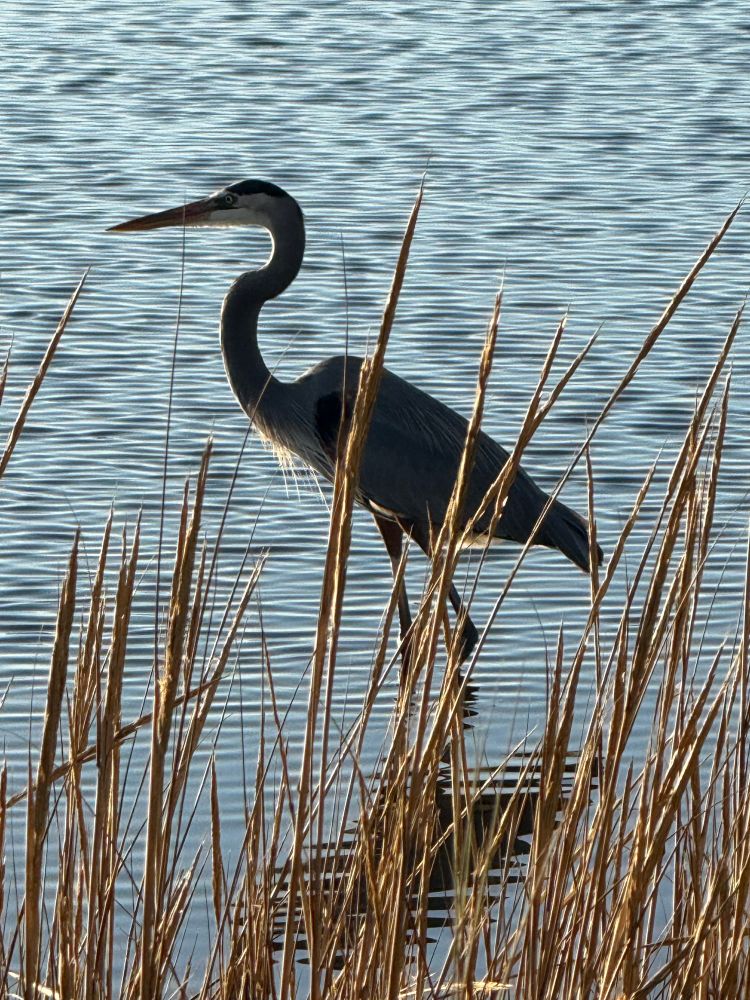 Great Blue Heron hunting breakfast. 