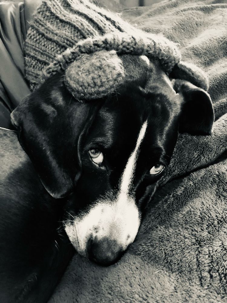 Grey scale photo of black and white dog