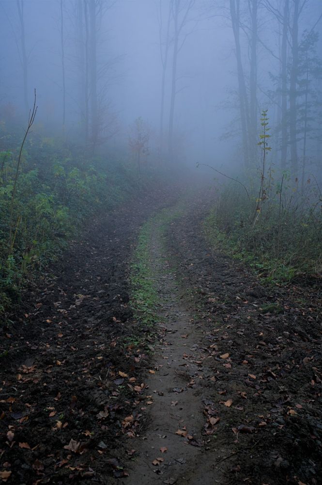 Von schwerem Gerät zerfurchter Waldweg