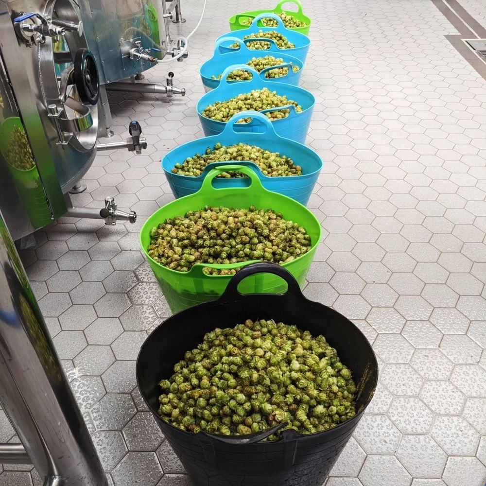 Large trugs full of bright green hops lined up on a white tiled brewery floor, stainless steel equipment can be seen 