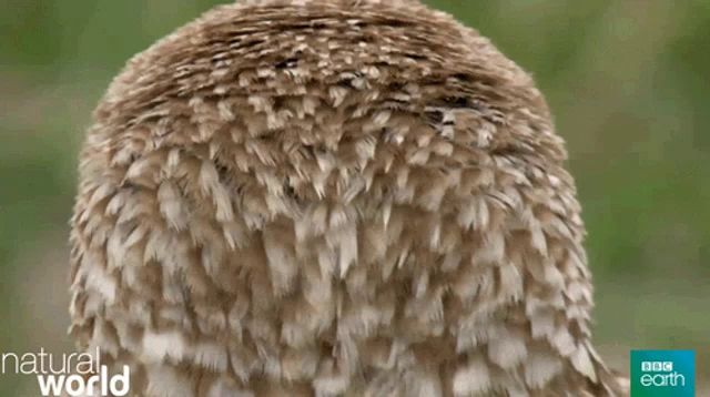 a close up of an owl 's face with the words natural world behind it