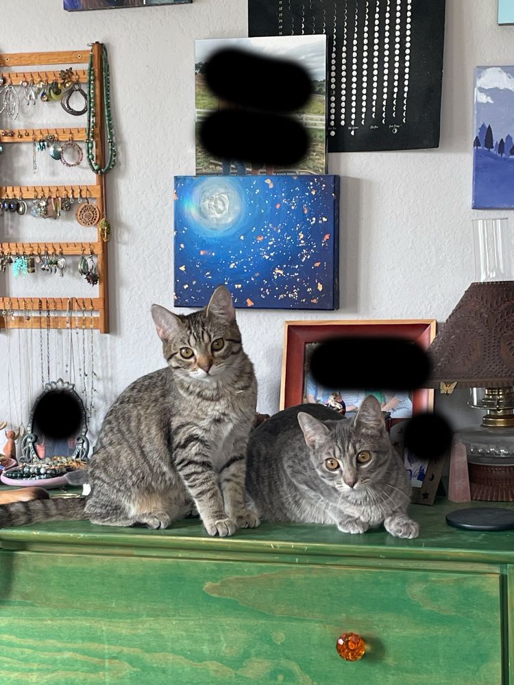 Two kittens sitting on a dresser looking like they are up to no good.