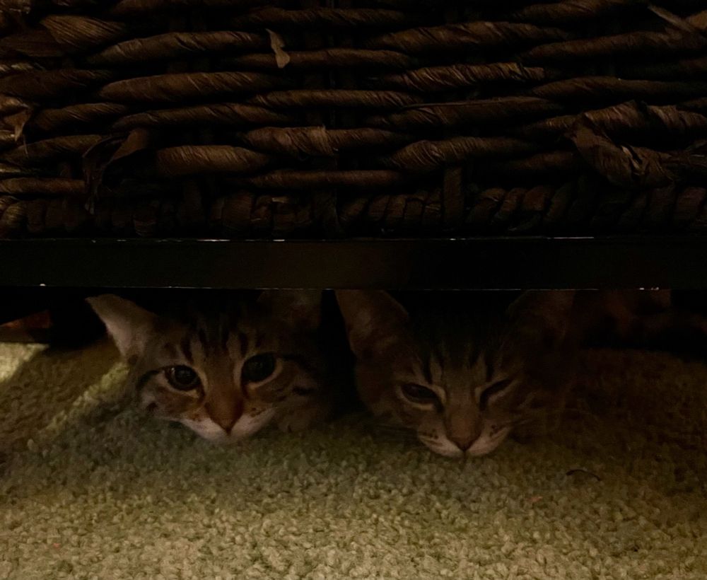 Two kittens peering out from under a side table.  