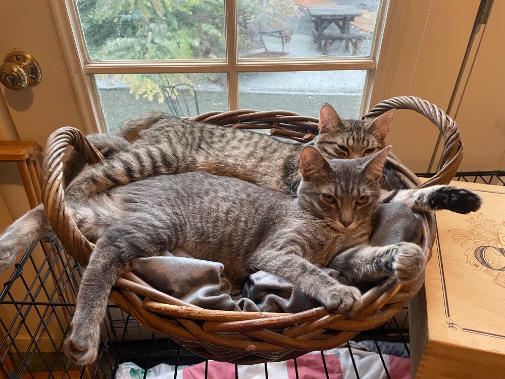 Two teenager cats curled up together in a basket looking adorable. 