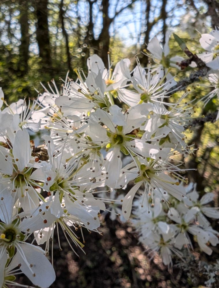Close up of hawthorn blossom dappled with light