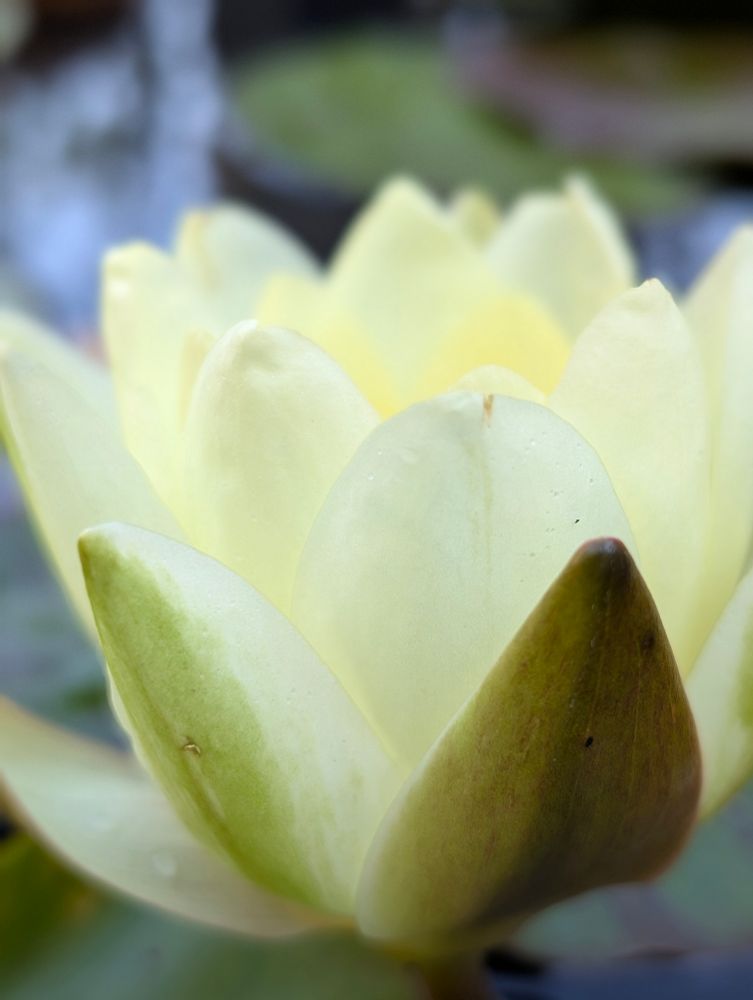 A close up and softly focused photo of a pale yellow water lily.