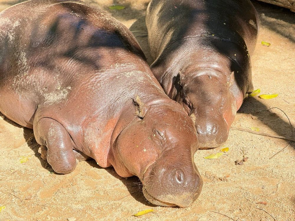Moo Deng sunbathing with mama Jona