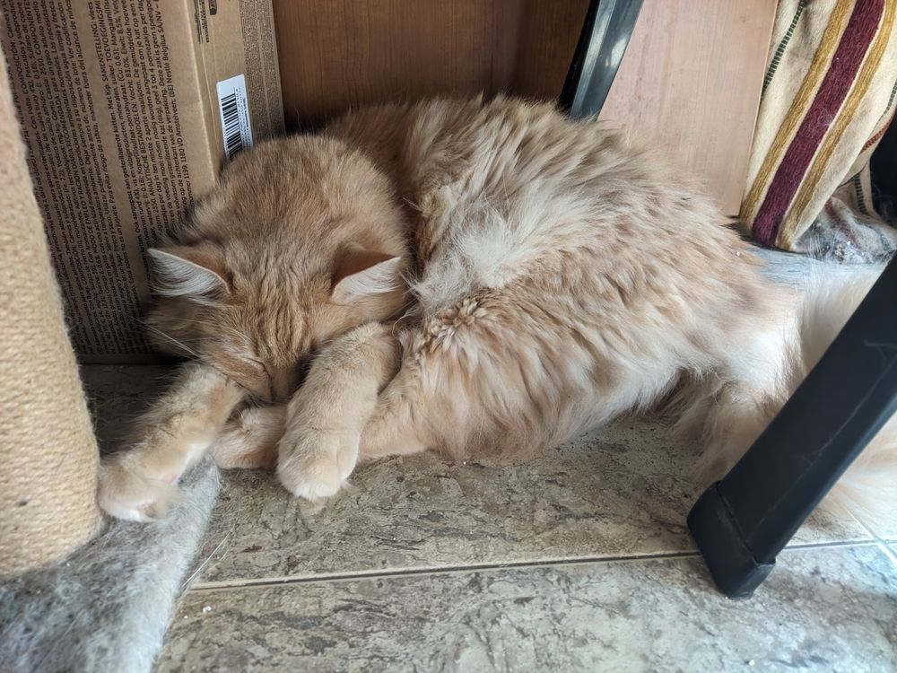 eepy Tofu