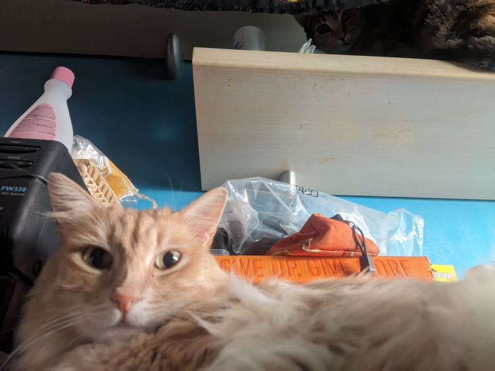 Kira vigilando a Tofu desde las alturas