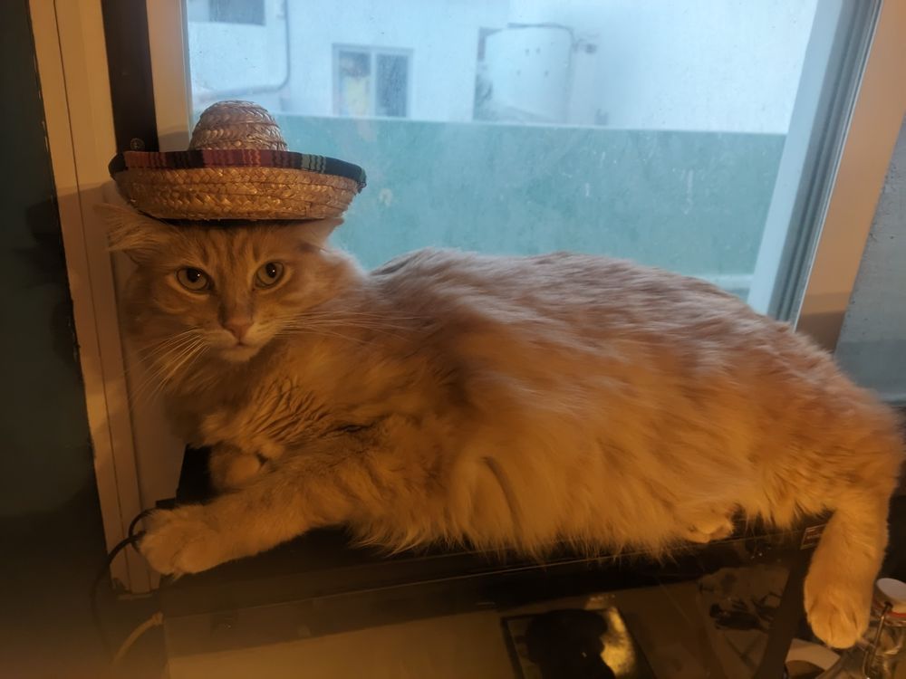 tofu con un sombrero de mariachi