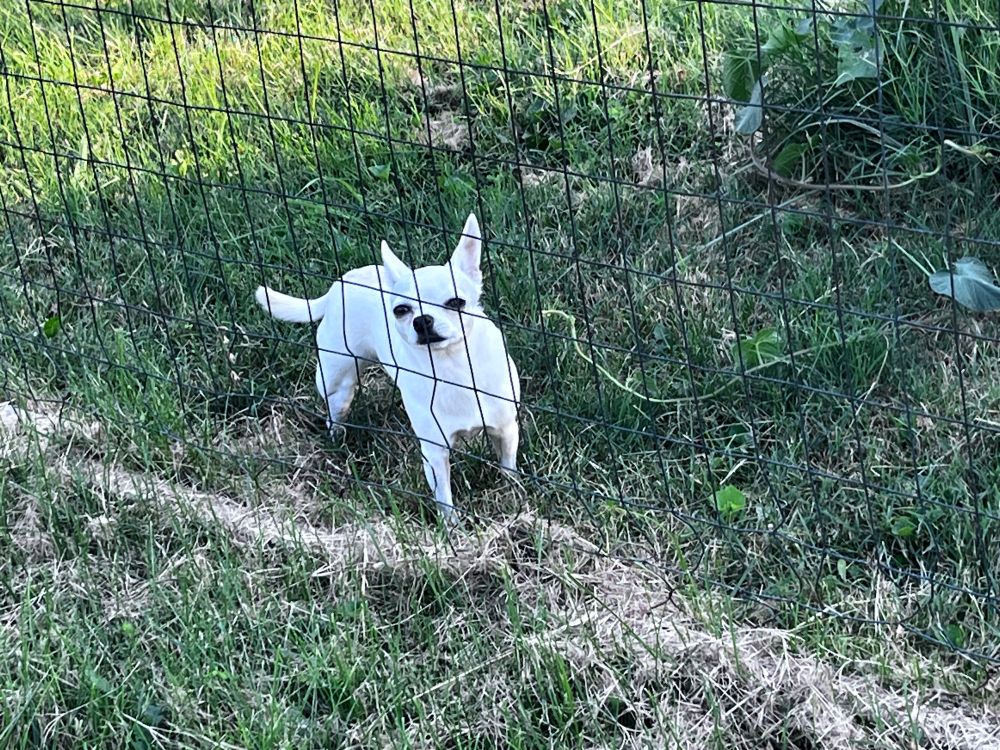 A white chihuahua behind a fence 