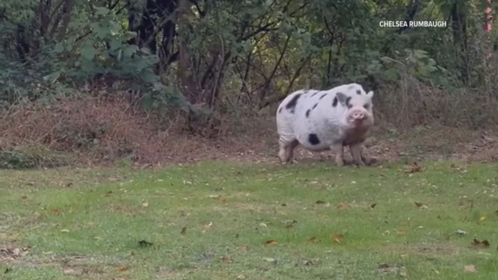 Pig on the run: Owners say 'Kevin Bacon' is AWOL