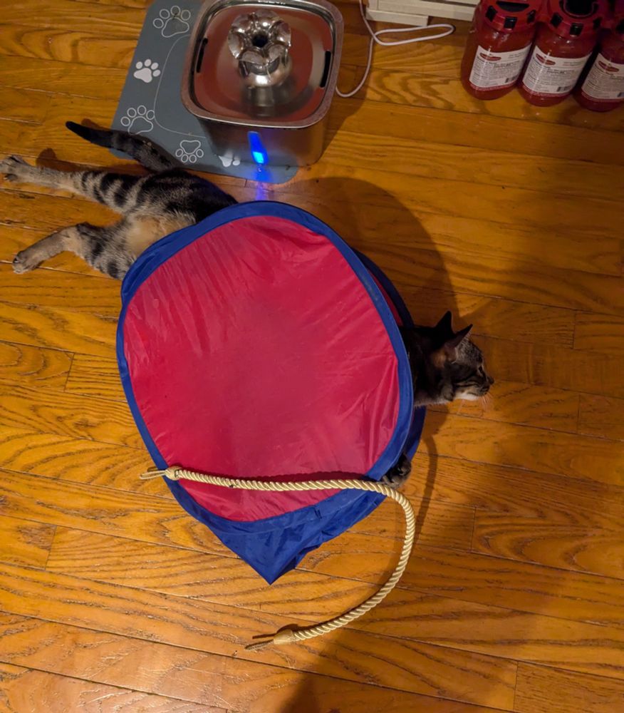 A cat lays underneath a collapsible vinyl cube toy. The cube has collapsed over her, like she is the middle of a sandwich. Her feet hang out one end and her head hangs out the other.