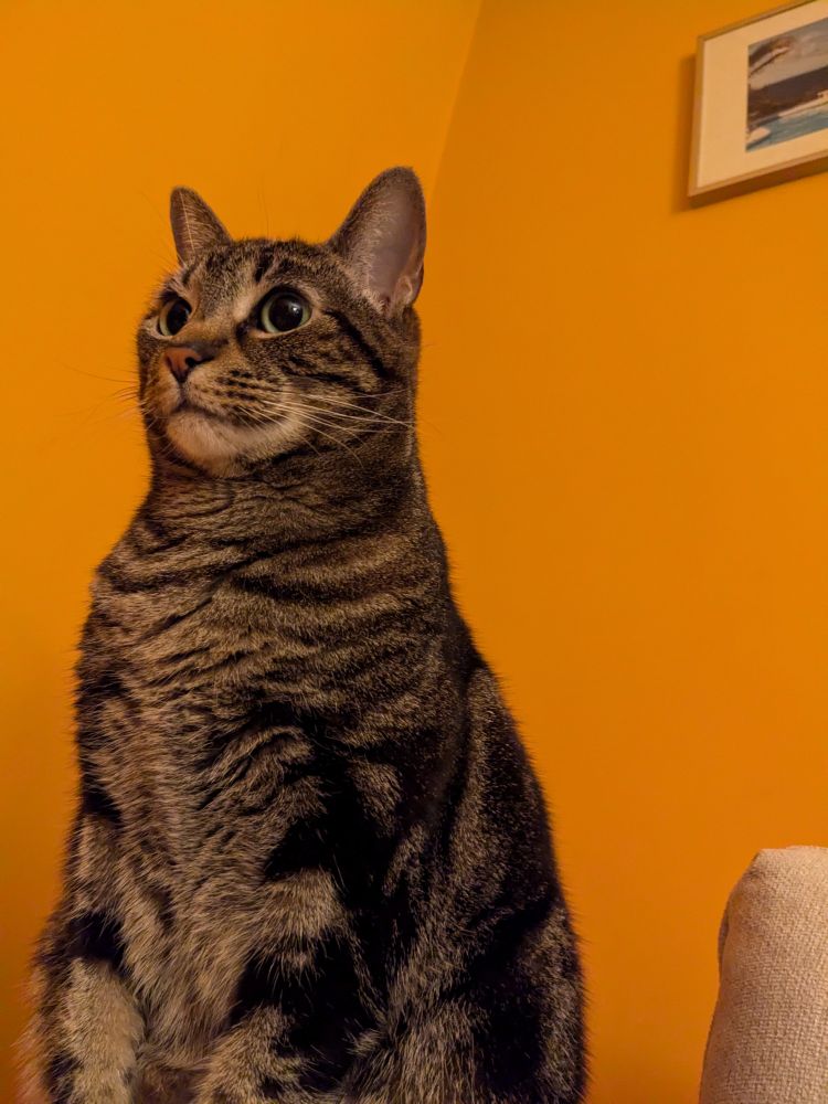 A tabby cat dramatically looks off into the distance in an orange room. Her posture is impeccable.